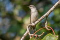 Swinhoe's Minivet Pericrocotus cantonensis (Brown-rumped Minivet)