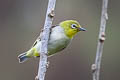 Swinhoe's White-eye Zosterops simplex simplex (Chinese White-eye)