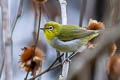 Swinhoe's White-eye Zosterops simplex simplex (Chinese White-eye)