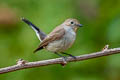 Taiga Flycatcher Ficedula albicilla (Red-throated Flycatcher)