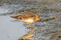 Temminck's Stint Calidris temminckii