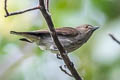 Thick-billed Flowerpecker Dicaeum agile modestum