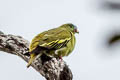 Thick-billed Green Pigeon Treron curvirostra nipalensis