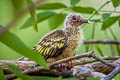 Thick-billed Green Pigeon Treron curvirostra nipalensis