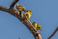 Thick-billed Green Pigeon Treron curvirostra nipalensis