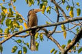 Tickell's Brown Hornbill Anorrhinus tickelli (Rusty-cheeked Hornbill)