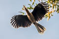 Tickell's Brown Hornbill Anorrhinus tickelli (Rusty-cheeked Hornbill)