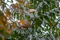 Tickell's Brown Hornbill Anorrhinus tickelli (Rusty-cheeked Hornbill)