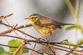 Tickell's Leaf Warbler Phylloscopus affinis affinis