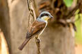 Tiger Shrike Lanius tigrinus