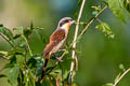 Tiger Shrike Lanius tigrinus