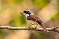 Tiger Shrike Lanius tigrinus