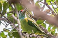 Turquoise-throated Barbet Psilopogon chersonesus