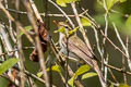 Two-barred Warbler Phylloscopus plumbeitarsus