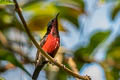 Van Hasselt's Sunbird Leptocoma brasiliana brasiliana (Maroon-bellied Sunbird)