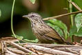 Variable Limestone Babbler Gypsophila crispifrons