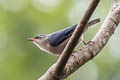 Velvet-fronted Nuthatch Sitta frontalis frontalis