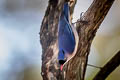 Velvet-fronted Nuthatch Sitta frontalis frontalis