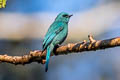 Verditer Flycatcher Eumyias thalassinus thallasoides