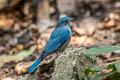 Verditer Flycatcher Eumyias thalassinus thallasoides