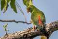 Vernal Hanging Parrot Loriculus vernalis