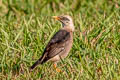 Vinous-breasted Myna Acridotheres leucocephalus