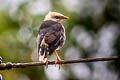 Vinous-breasted Myna Acridotheres leucocephalus