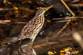 Von Schrenck's Bittern Ixobrychus eurhythmus 