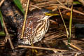 Von Schrenck's Bittern Ixobrychus eurhythmus 