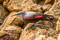 Wallcreeper Tichodroma muraria nepalensis