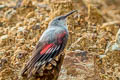 Wallcreeper Tichodroma muraria nepalensis