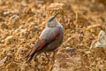 Wallcreeper Tichodroma muraria nepalensis