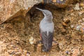 Wallcreeper Tichodroma muraria nepalensis