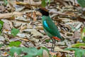 Western Hooded Pitta Pitta sordida cucullata 