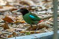 Western Hooded Pitta Pitta sordida cucullata 