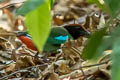 Western Hooded Pitta Pitta sordida cucullata 