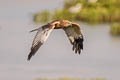 Western Marsh Western Circus aeruginosus aeruginosus