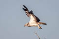 Osprey Pandion haliaetus haliaetus 