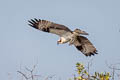 Osprey Pandion haliaetus haliaetus 