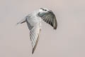 Whiskered Tern Chlidonias hybrida javanicus