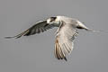 Whiskered Tern Chlidonias hybrida javanicus