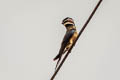 Whiskered Treeswift Hemiprocne comata comata