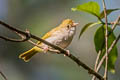 White-bellied Erpornis Erpornis zantholeuca zantholeuca