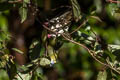 White-bellied Green Pigeon Treron sieboldii murielae