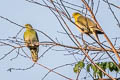 White-bellied Green Pigeon Treron sieboldii murielae