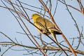 White-bellied Green Pigeon Treron sieboldii murielae