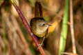 White-bellied Redstart Luscinia phaenicuroides ichangensis