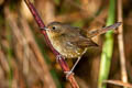 White-bellied Redstart Luscinia phaenicuroides ichangensis