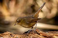 White-bellied Redstart Luscinia phaenicuroides ichangensis