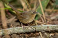 White-bellied Redstart Luscinia phaenicuroides ichangensis